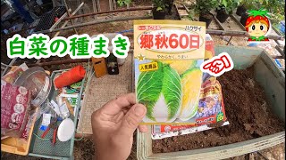 白菜の種まき【家庭菜園】【育て方】【播種】