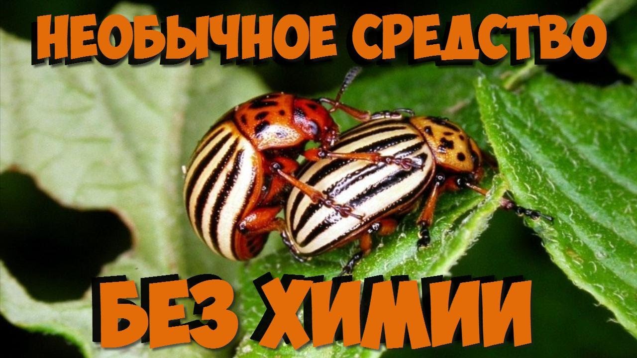 Как уничтожить колорадского жука без химии Как уничтожить колорадского жука без химии