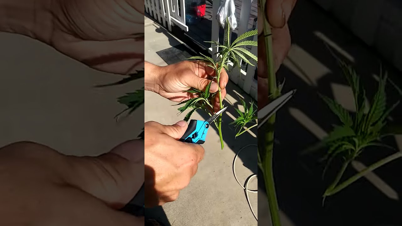 What Is A Premium Cut How To Clone Cannabis Clones