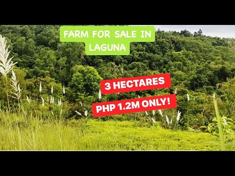 (PROPERTY#65) 3 HECTARES -PHP 1.2M ONLY! HUGE FARM LOT ! - YouTube (PROPERTY#65) 3 HECTARES -PHP 1.2M ONLY! HUGE FARM LOT ! - YouTube