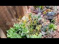 How to Start a Succulents and Cacti Garden from Scratch