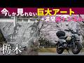 期間限定ダムアート！浮かび上がる4人の侍と松田川ダムの桜トンネル｜モンキー125で栃木県春ツーリング