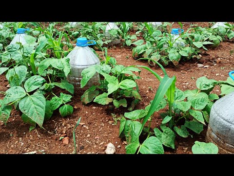 Video: Fasulye Bitkileri Çiçeklenmez - Fasulyelerin Çiçek Açamamasının Nedenleri