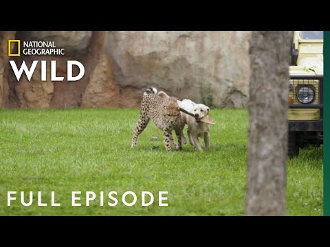 Run Cheetah Run (Full Episode) | Secrets of the Zoo