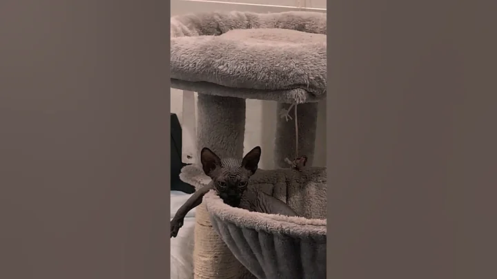 Watch the video about Chillin Kitty! #sphynxcat #sphynx #syhynxkitten #kitten #cutecat #cutekittenvideos #jgfam #shorts
