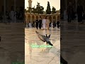 Tajdar-e-Haram 🕌✨ Heart Touching Naat Status 🤲 | #shorts #naat