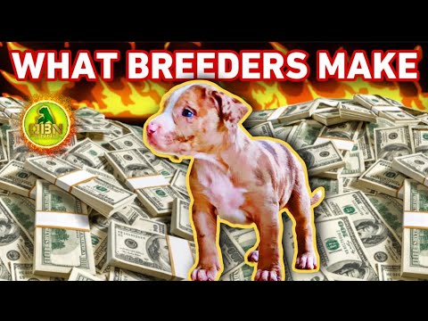 Is Breeding Dogs A Good Idea For Home Business?