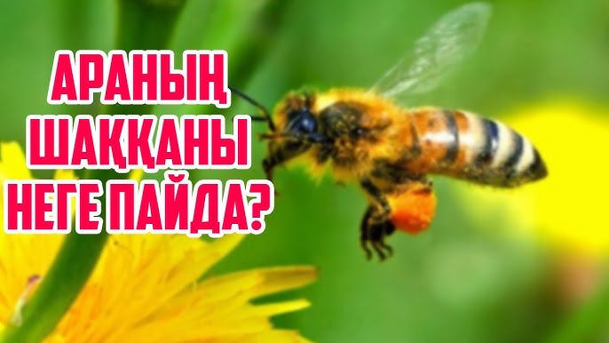 Онлайн қазақша порно