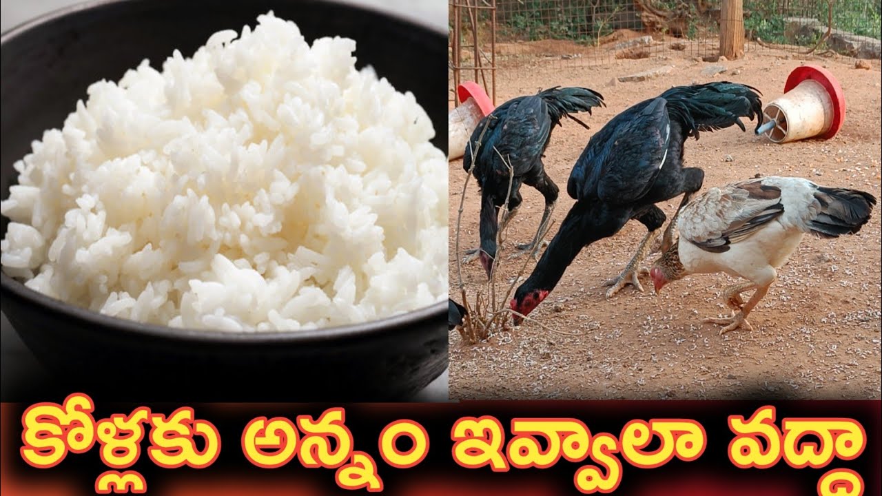 కోళ్ల కు అన్నం ఇవ్వాలా వద్దా||కోళ్ళ కి ఎలాంటి దాన ఇవ్వాలి||కోడిపుంజులకు ఇవ్వవలసిన దానం