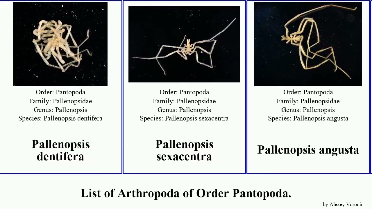 List of Arthropoda of Order Pantopoda. nymphon achelia ascorhynchus callipallene pycnogonum minor