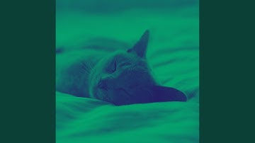 Awesome Ambiance for Lazy Cat Days