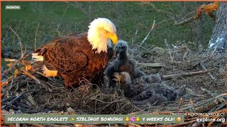 DECORAH NORTH EAGLES ~MOM (DNF) KEEPS THE PEACE!  🦅✌️ EAGLETS, DN17 \& DN18, TURN 4 WKS OLD!  4\/21\/24