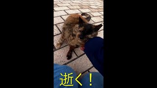 トントンするとキマる野良猫#Shorts【野良猫】【感動猫】