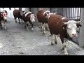 La Desnalpà 2015 Settimo Vittone - Transumanza di mucche