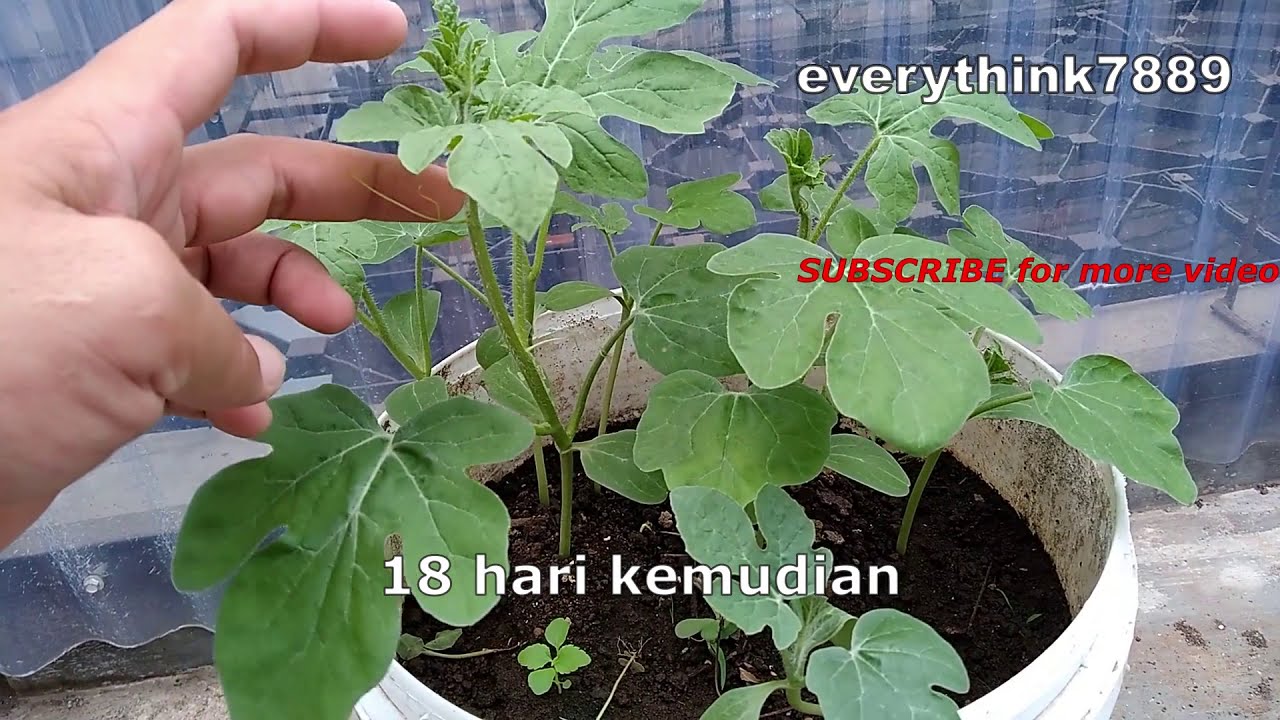 Tips menanam semangka dari biji sampai berbuah || planting watermelon