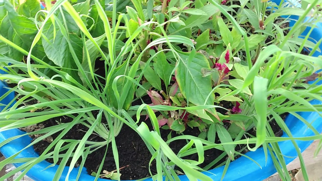 Bunny Tails Flowers, What Are Some Things That Can Cause Crop Failures