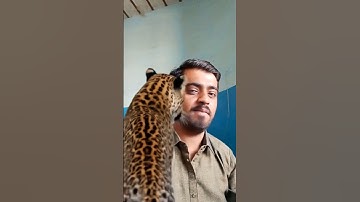 leopard leap filter 😈💀 #tutorial #filter