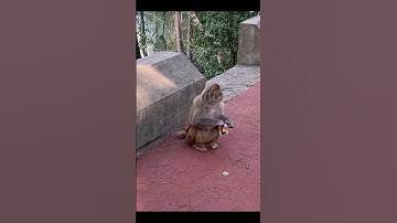 Shocking Moment: Something Explodes in a Monkey