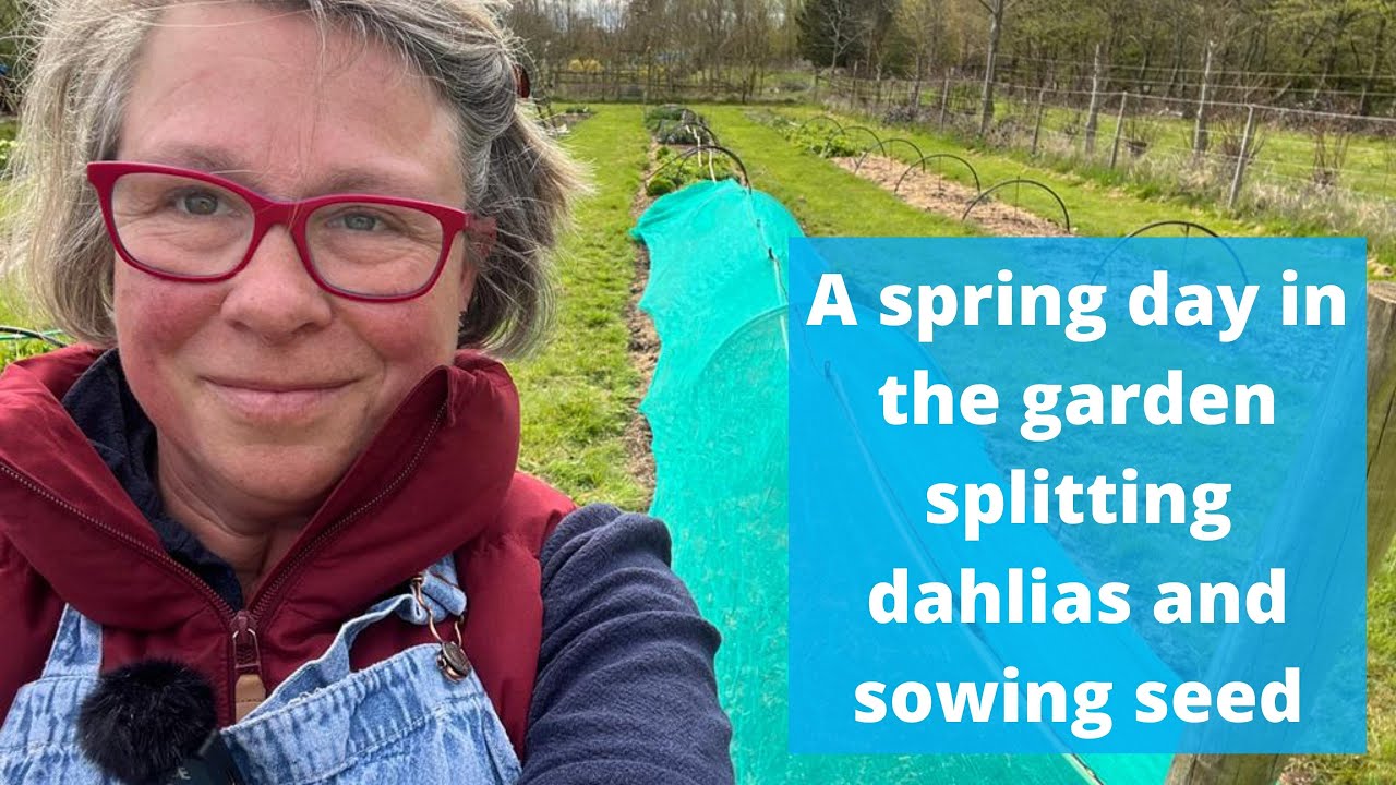 Разделение и пересадка георгинов в горшки, а также посев семян — весенний день в саду Common Farm...