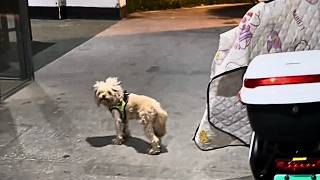 Cette chienne, oubliée sous l’immeuble, est devenue plus tard un trésor pour notre famille.