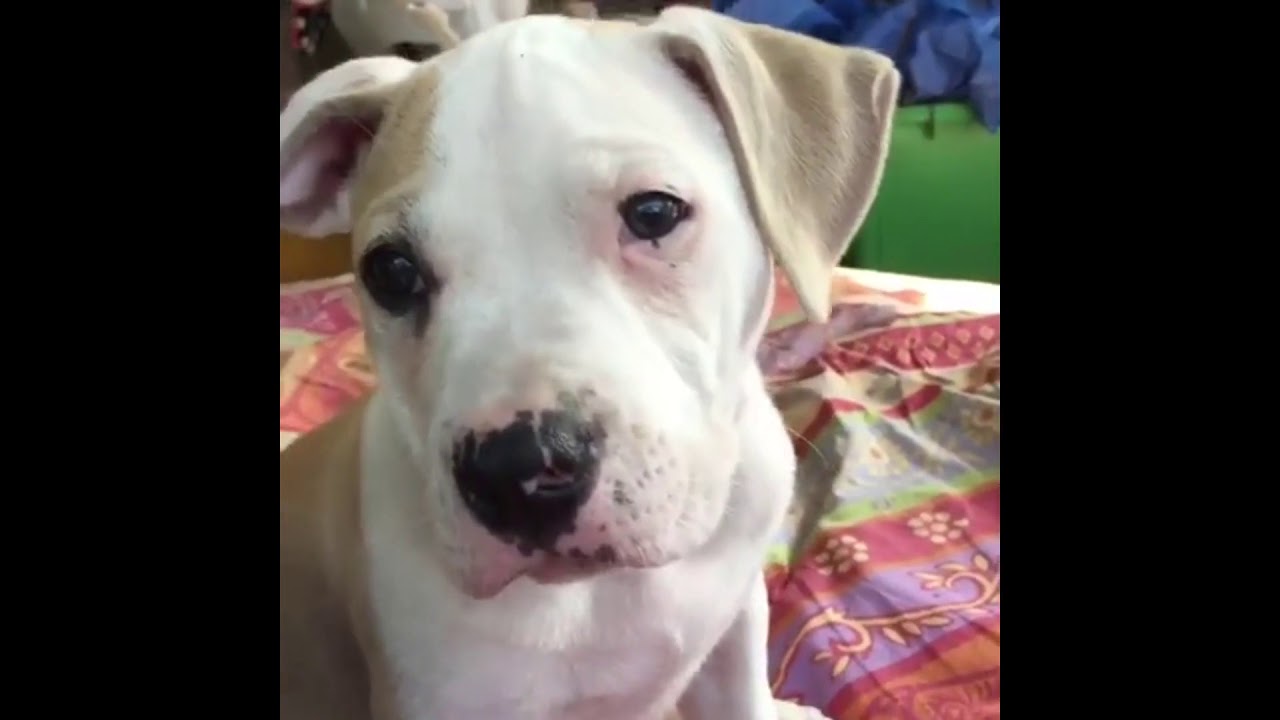 rumble video upload Endearing puppy is unsure of what is going on