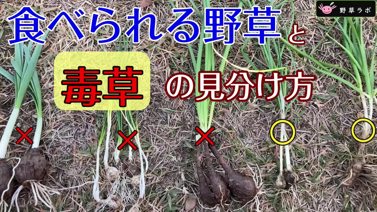 ノビル に 似 た 毒草