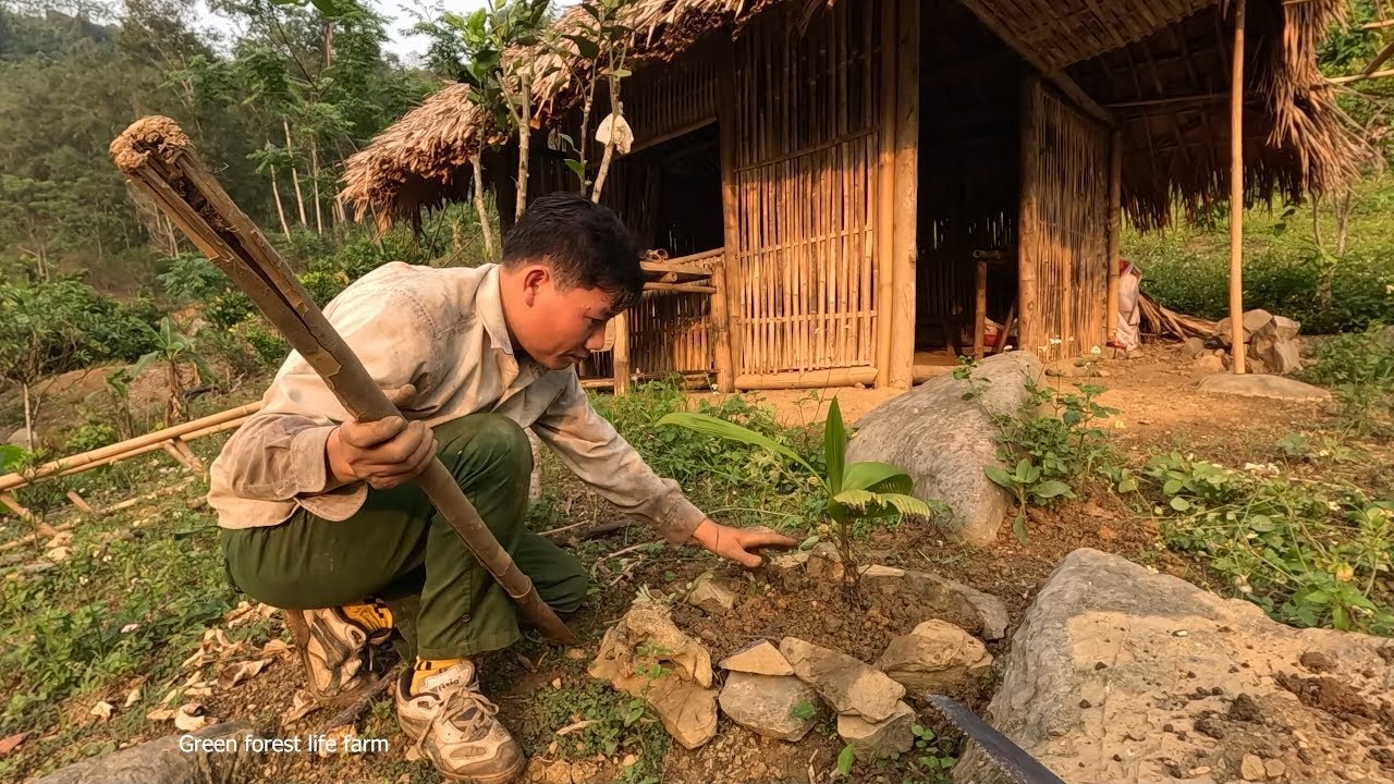 Plant additional peach and plum trees #48 | Green forest life farm