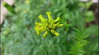 Keindahan bunga yang elok nan hijau dengan iringan musik mood santai