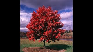 Information How to plant bare root October Glory Maple Trees Guide