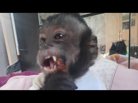 Видео: Неопубликованные видео , Милаша в  главной роли #обезьяна #экзотическиеживотные #capuchinmonkey