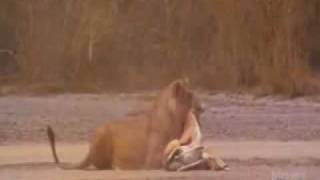 Lioness Hunting Gazelle