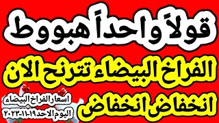 اسعار الفراخ البيضاء اليوم/ سعر الفراخ البيضاء اليوم الاحد ١٩-١١-٢٠٢٣ في مصر