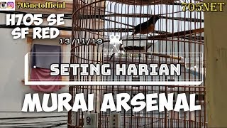 Seting Harian Murai Arsenal Dengan H705 SE