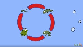 Life Cycle of a Frog - Metamorphosis in Frog | Science for Kids | Educational Videos by Mocomi