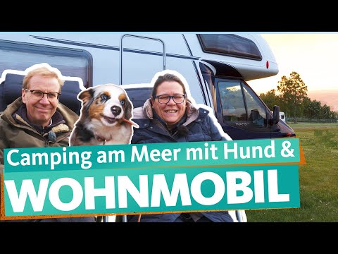 Video: Hundeablage: Werden Sie Gebraucht?