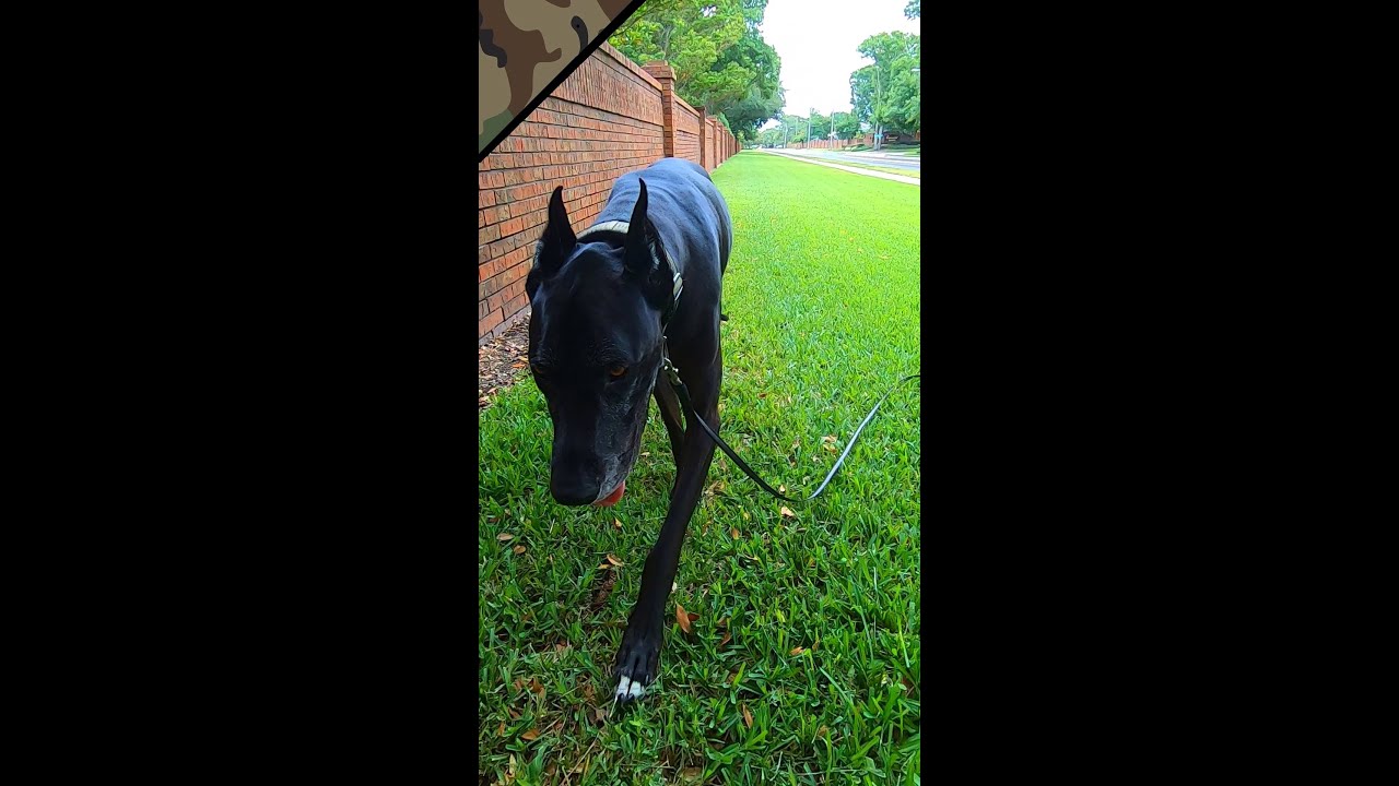 Black Great Dane With White Toes 