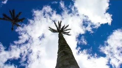Clouds And Palm Trees Stock Video