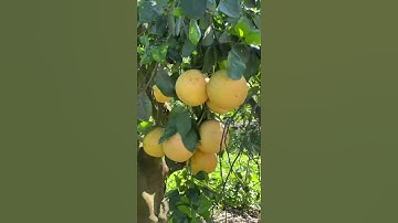 Ancient Ruby Red Grapefruit Tree