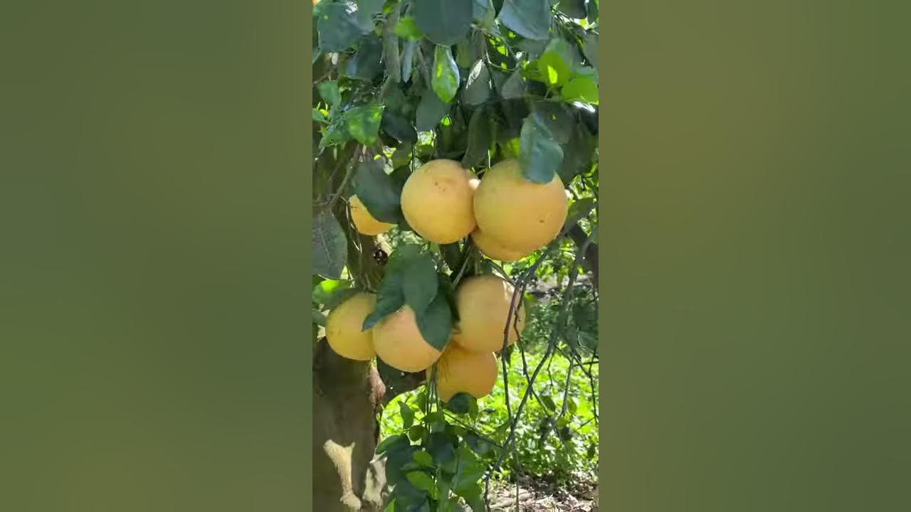 Ancient Ruby Red Grapefruit Tree YouTube