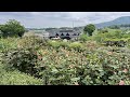 Ibarakiken flowers park สวนกุหลาบ เมืองอิชิโอะกะ อิบารากิ ญี่ปุ่น🇯🇵