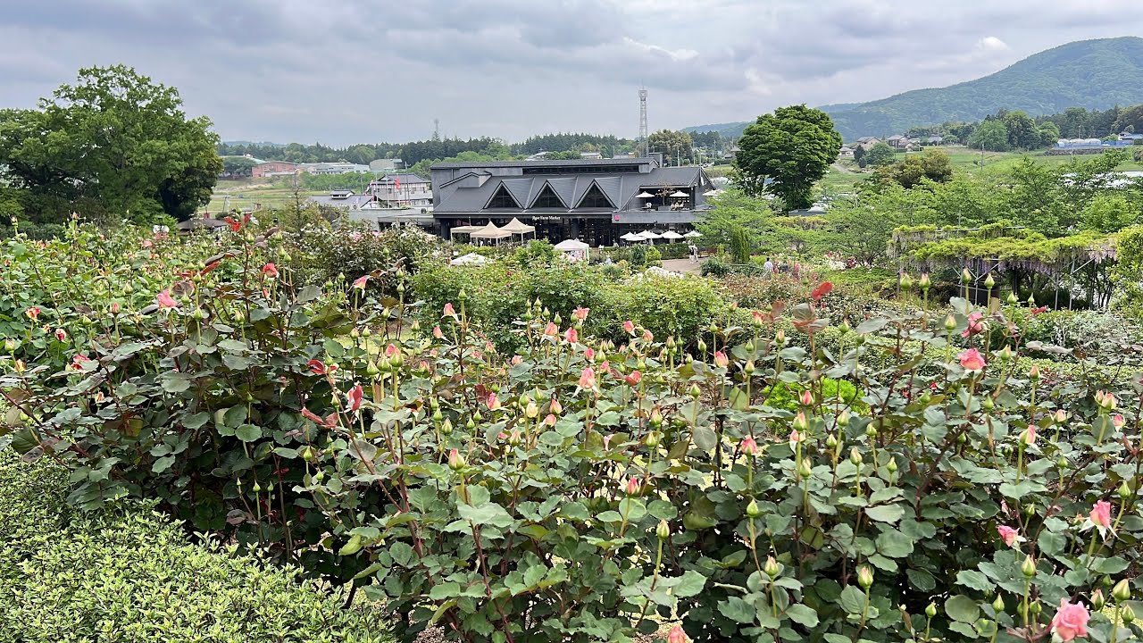 Ibarakiken flowers park สวนกุหลาบ เมืองอิชิโอะกะ อิบารากิ ญี่ปุ่น🇯🇵