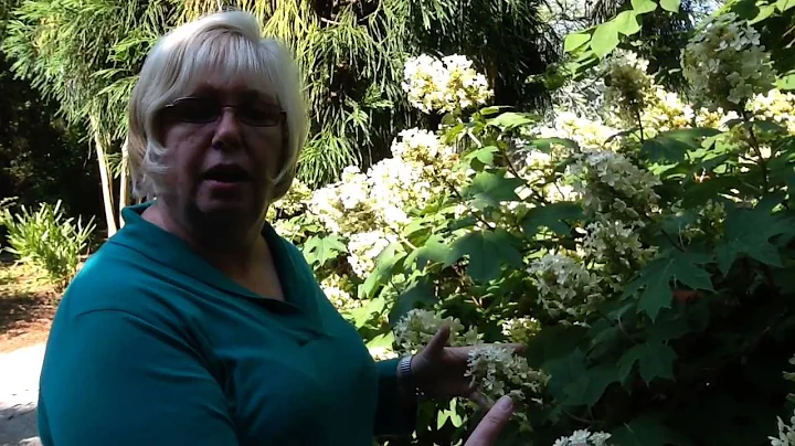 Sue Hamilton's Favorite Plants: oak leaf hydrangea