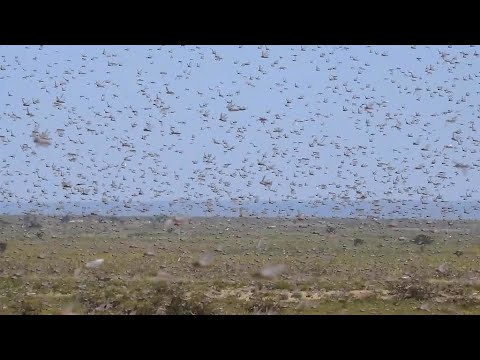 Desert locusts plague spreads across East Africa