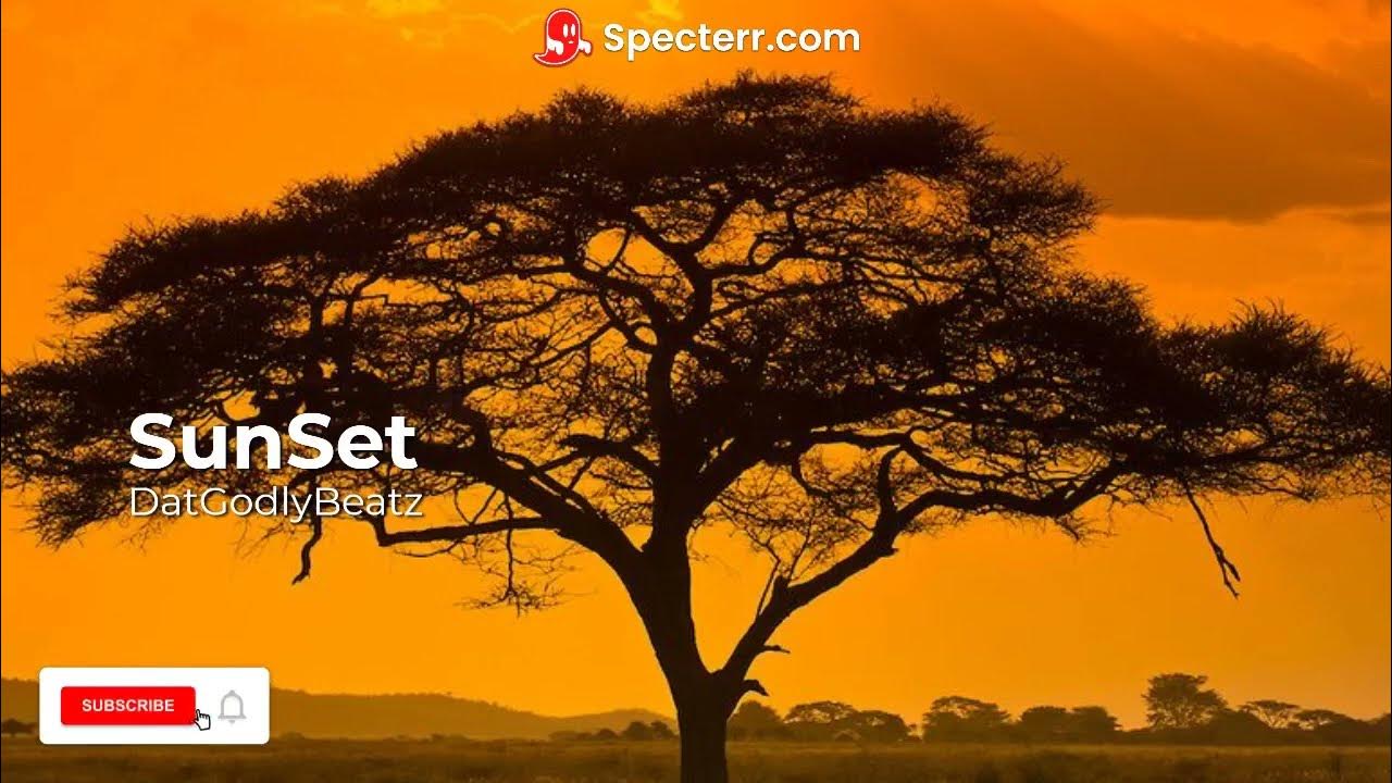 национальный парк серенгети танзания. саванны африки. листья саванны. акации в танзании. зонтичная акация в саванне.