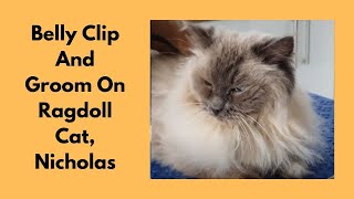 Ragdoll Cat Having A Belly Clip And Groom