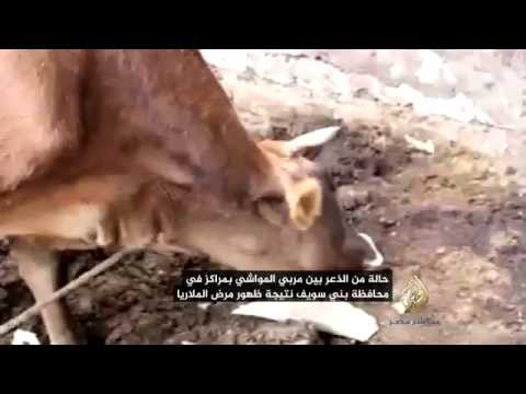 قلق بين مربي المواشي ببني سويف نتيجة ظهور مرض "المالاريا"