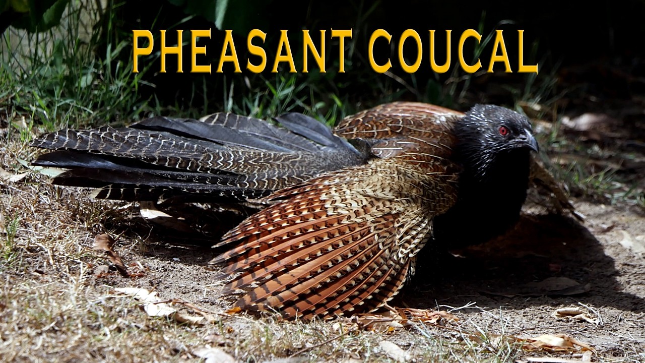 A Pheasant Coucal in our garden.