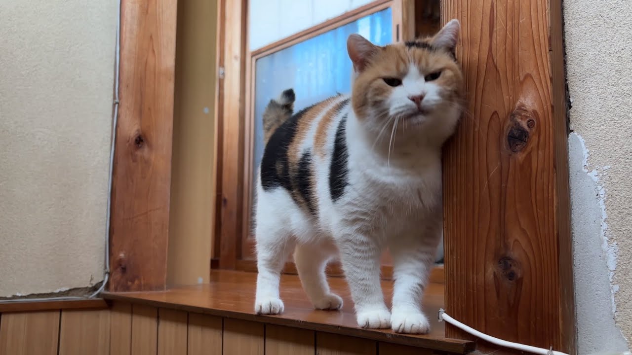 三毛猫】私の帰宅にちょっと嬉しそうなミケ（2026年7月24日） - YouTube