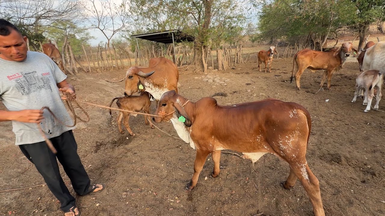 Mira como esta ya ricardo y amanzando los terneros 
