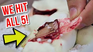 WOW! HIT 5 GENES CUTTING A BALL PYTHON CLUTCH!! | BRIAN BARCZYK Profile